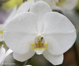 White Orchid