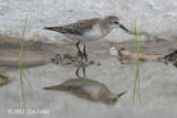 Stint, Red-necked @ Marina East Drive