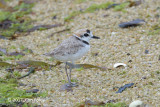 Plover, Malaysian (male) @ Marina East Drive