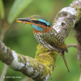 Kingfisher, Spotted Wood (male) @ Dolores