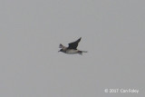 Skua, Arctic @ Straits of Singapore