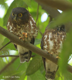 Owl, Brown Hawk @ Hindhede