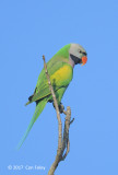 Parakeet, Red-breasted @ NTL2