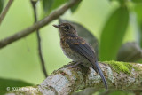 Flycatcher, Mangrove Blue (juv) @ Dolores