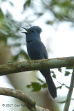 Flycatcher, Blue Paradise @ Irawan Eco Park