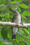 Flycatcher, Zappeys (first winter male) @ Dairy Farm