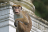 Toque Macaque @ Bodhinagala