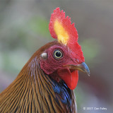 Junglefowl, Sri Lanka (male) @ Sinharaja