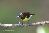 Sunbird, Purple-rumped (male) @ Martins Lodge