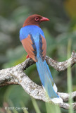 Magpie, Sri Lanka Blue @ Martins Lodge