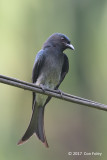 Drongo, White-bellied @ Kitulgala