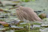 Heron, Indian Pond @ Victoria Park