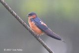 Swallow, Sri Lanka @ Kitulgala