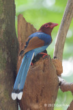 Magpie, Sri Lanka Blue @ Sinharaja Visitor Centre