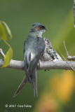 Treeswift, Grey-rumped (male+chick) @ AMK