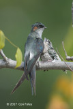 Treeswift, Grey-rumped (male+chick) @ AMK