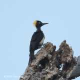 Woodpecker, White-bellied (female) @ Subic