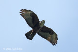 Eagle, Rufous-bellied @ Subic