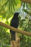 Bluebird, Philippine Fairy