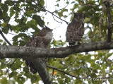 Owl, Brown Fish