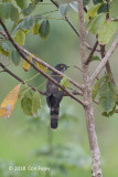 Cuckoo, Hodgsons Hawk @ Chuping, Perlis