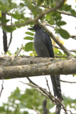 Drongo, Ashy @ Perak