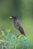 Myna, Jungle @ Penang