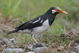 Starling, Asian Pied @ Chuping, Perlis