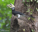 Hornbill, Oriental Pied (male) @ SBG