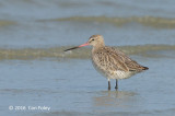 Godwit, Bar-tailed @ Mersing