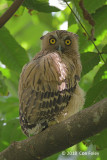 Owl, Buffy Fish (juvenile) @ SBWR