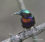 Sunbird, Copper-throated (male) @ SBWR
