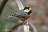 Tit, Varied @ Meiji Shrine