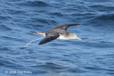 Shearwater, Streaked @ Izu islands