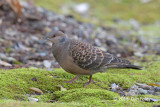 Dove, Oriental Turtle @ Hachijo Botanical Garden