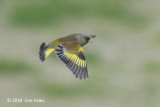 Greenfinch, Oriental (male) @ Hachijo Botanical Garden