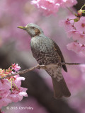 Bulbul, Brown-eared @ Shinjuku Gyoen