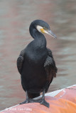 Cormorant, Great @ Imperial Palace