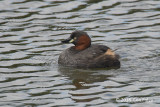 Grebe, Little @ Imperial Palace