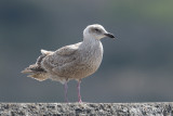 Gull, Glaucous-winged (first winter) @ Hachijo-jima
