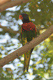 Lorikeet, Coconut @ Bishan