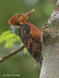 Woodpecker, Orange-backed (male)