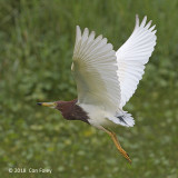 Heron, Chinese Pond @ Bishan