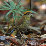 Pitta, Gurneys (female)