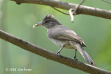 Bulbul, Ayeyarwady @ Hlawga Wildlife Park