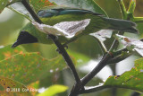 Leafbird, Bornean (female) @ Raffelsia Info Centre