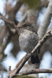 Flycatcher, Little Pied (juv) @ Kinabalu