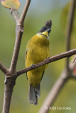 Bulbul, Bornean @ Raffelsia Info Centre