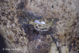 Swiftlet, Mossy-nest @ Gomantang Caves