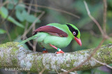 Magpie, Bornean Green @ Kinabalu